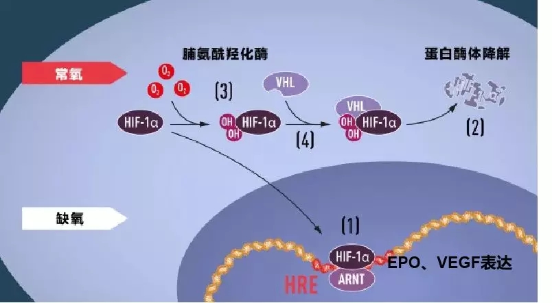 肿瘤专家获诺贝尔奖刷屏朋友圈!癌细胞疯长的原因竟是因为它?