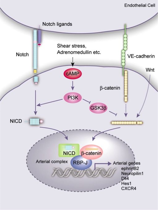 β-catenin参与调控需要结合ctnnb1蛋白,β-catenin/ctnnb1可能能成为